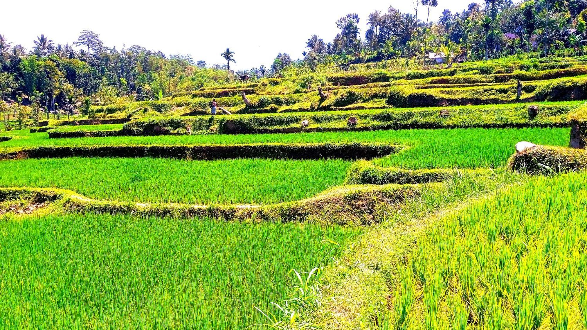 Ariel Bungalow Tetebatu Bagian luar foto